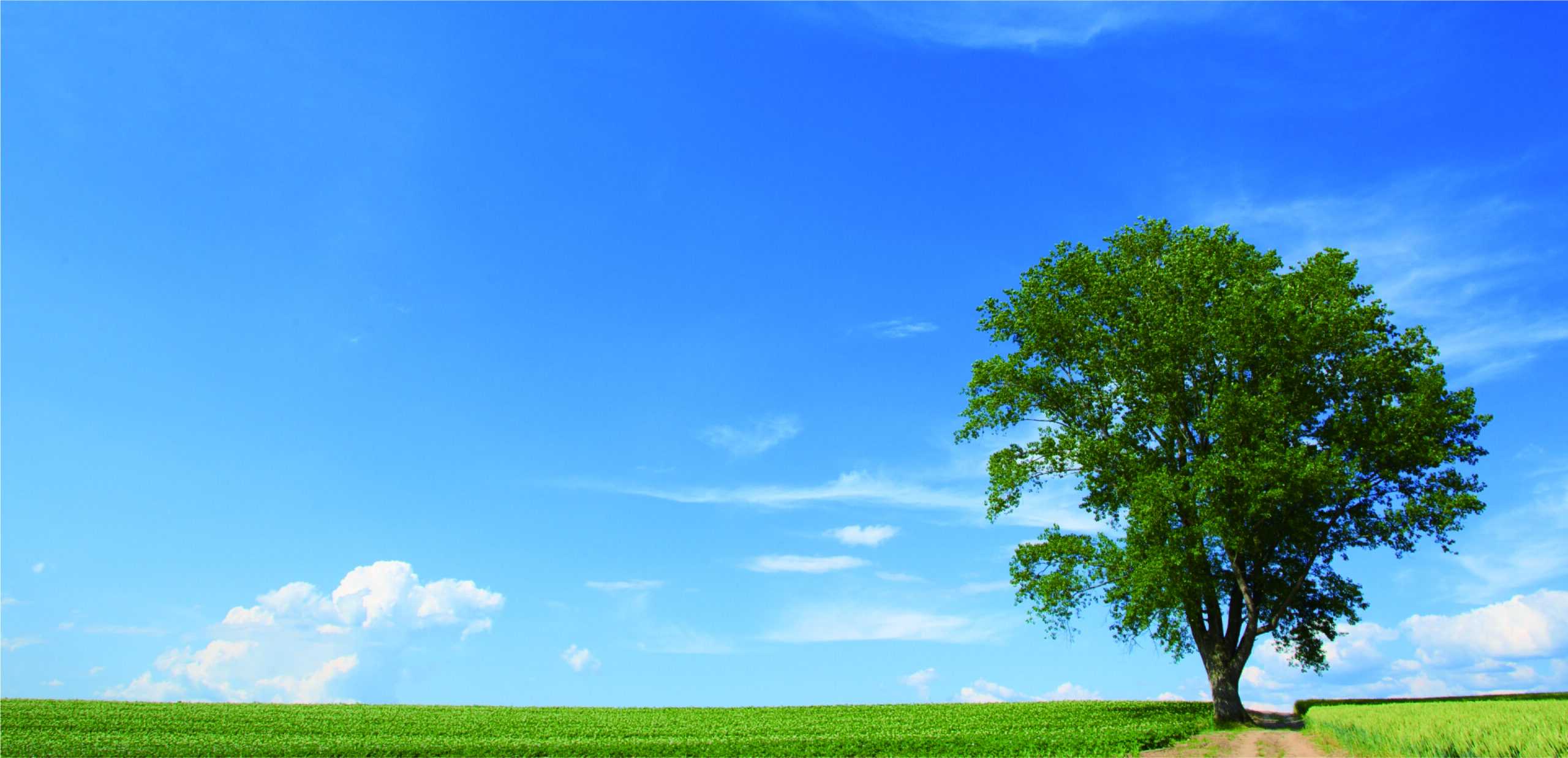 ヘッダー画像 青空に大きな木が一本生えている写真です